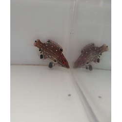 Bodianus diana